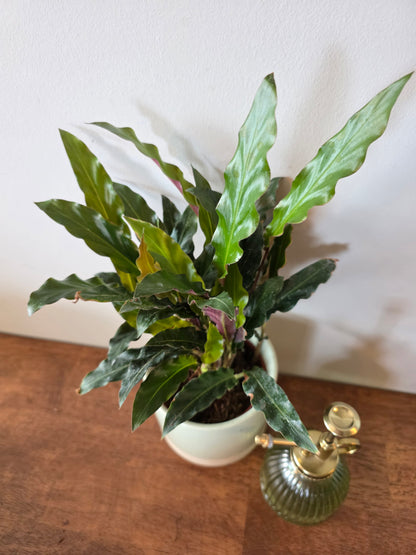 Calathea Rufibarba