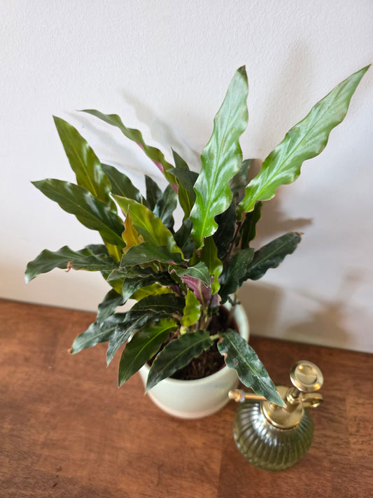 Calathea Rufibarba