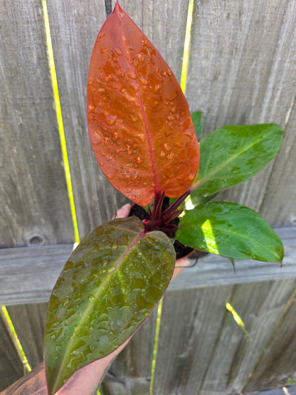 Philodendron McColley's Finale