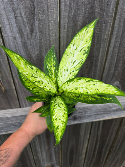 Dieffenbachia Starbright