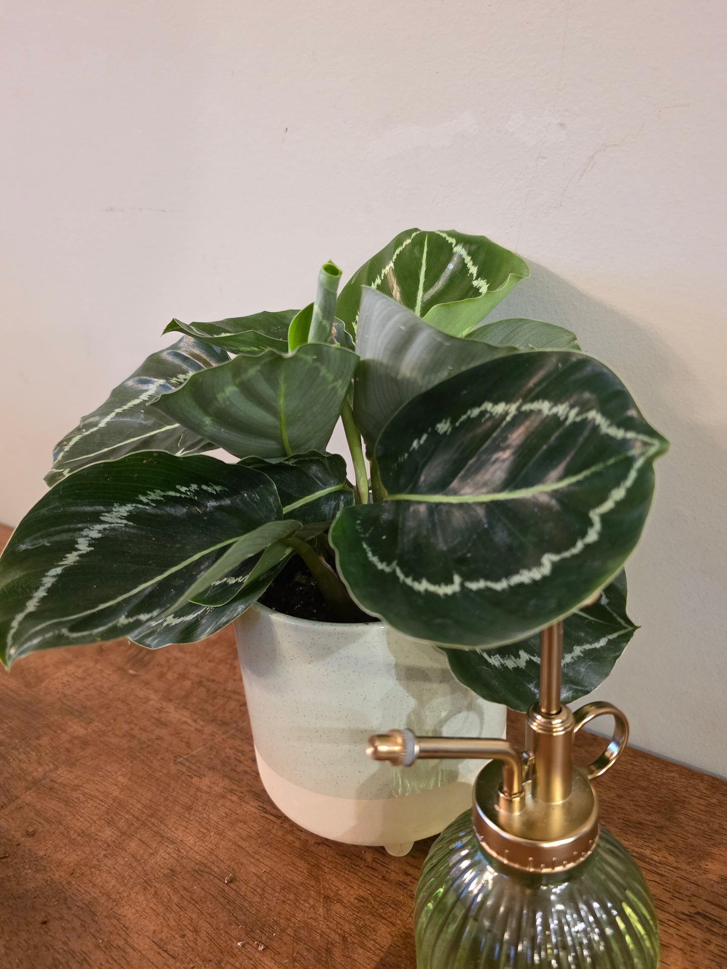 Calathea Green Goddess