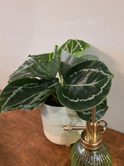 Calathea Green Goddess