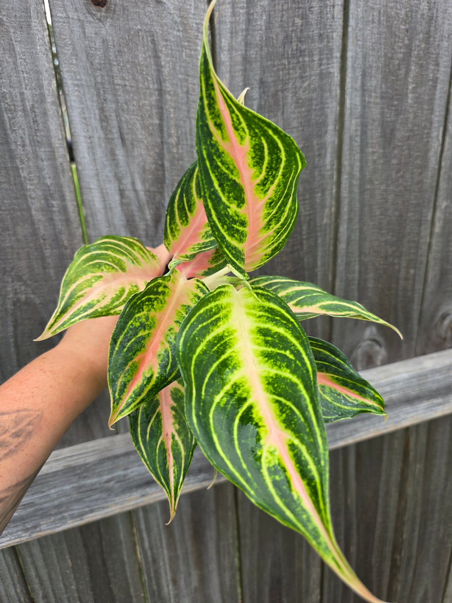 Aglaonema Pink Panama 4"