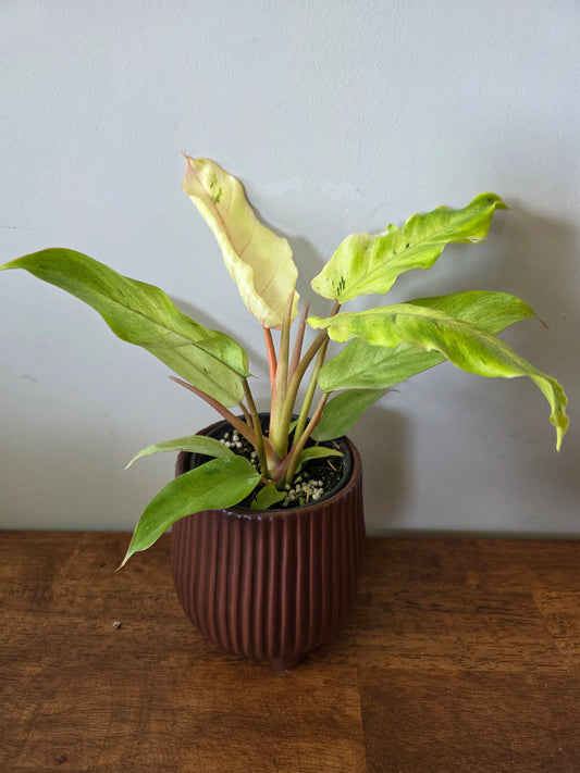 Philodendron Snowdrift