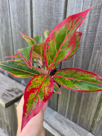 Aglaonema Red Siam