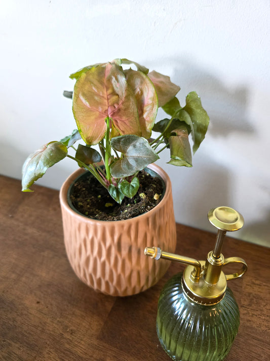 Syngonium Merry Maria