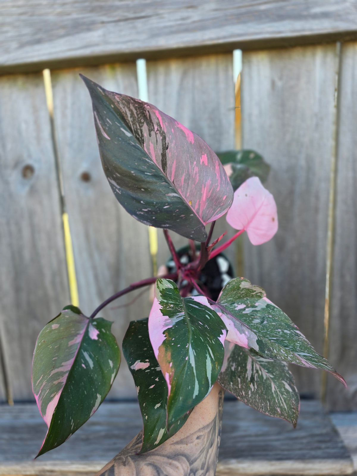 Philodendron Scarlet Princess 4"