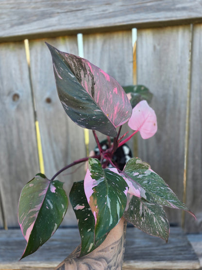 Philodendron Scarlet Princess 4"