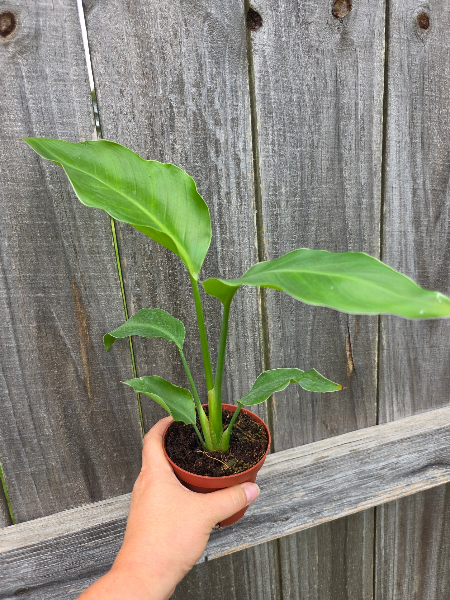 White Bird of Paradise