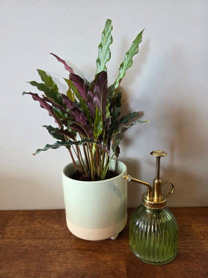 Calathea Rufibarba