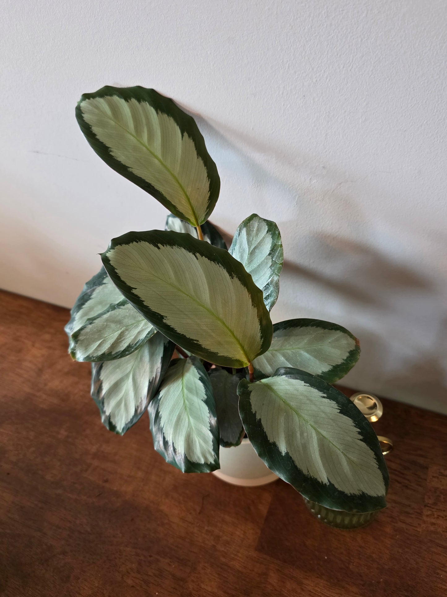 Calathea Picturata