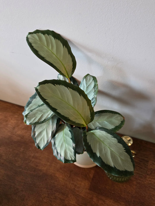Calathea Picturata