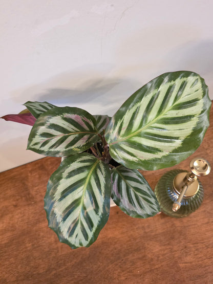 Calathea Silver Peacock