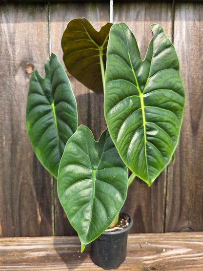Alocasia Golden Bone