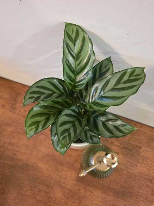 Calathea Freddie