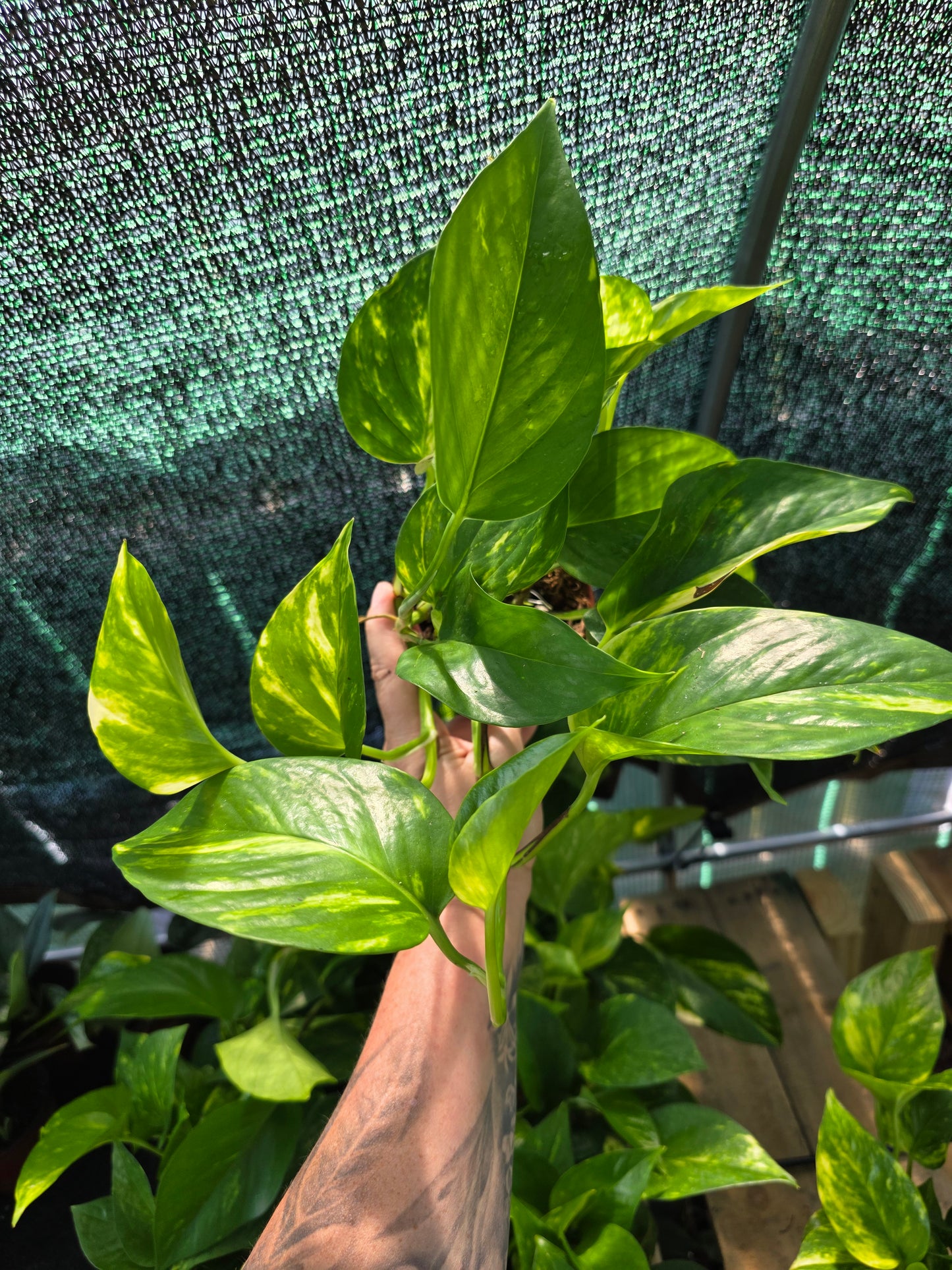 Hawaiian Pothos 4"