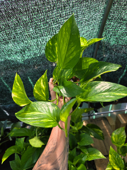 Hawaiian Pothos 4"