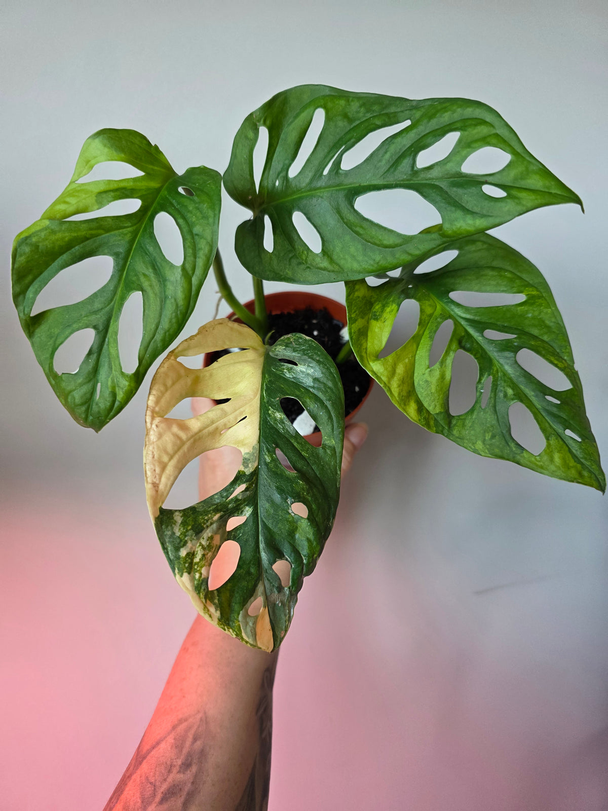 Monstera Adansonii Aurea