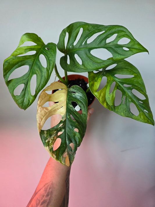 Monstera Adansonii Aurea