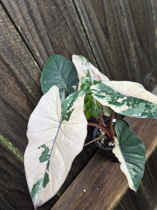 Alocasia Yucatan Princess Variegated