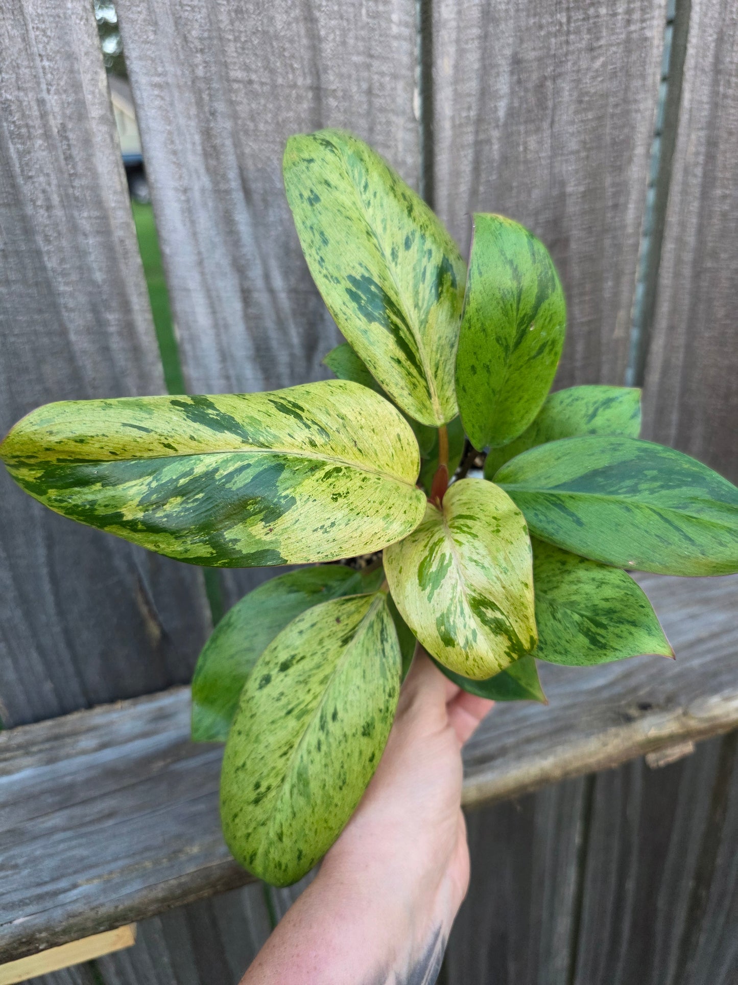 Philodendron Congo Mint Marble