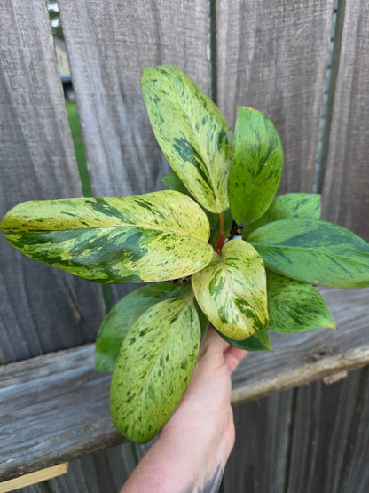 Philodendron Congo Mint Marble