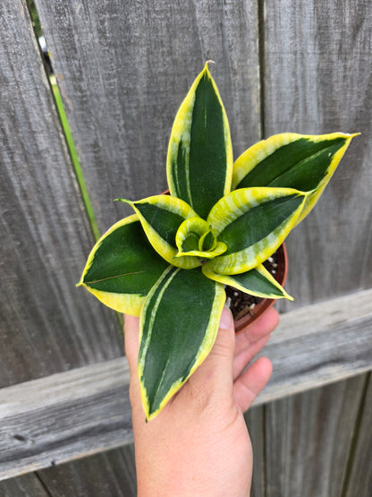 Sansevieria Golden Hahnii