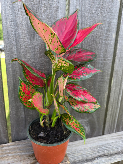 Aglaonema Ruby 4"