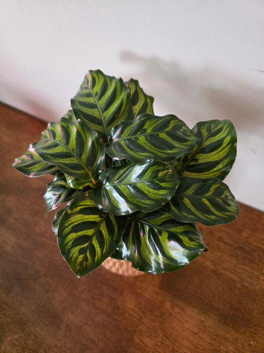 Calathea Peacock