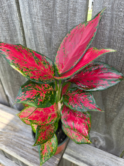 Aglaonema Ruby 4"
