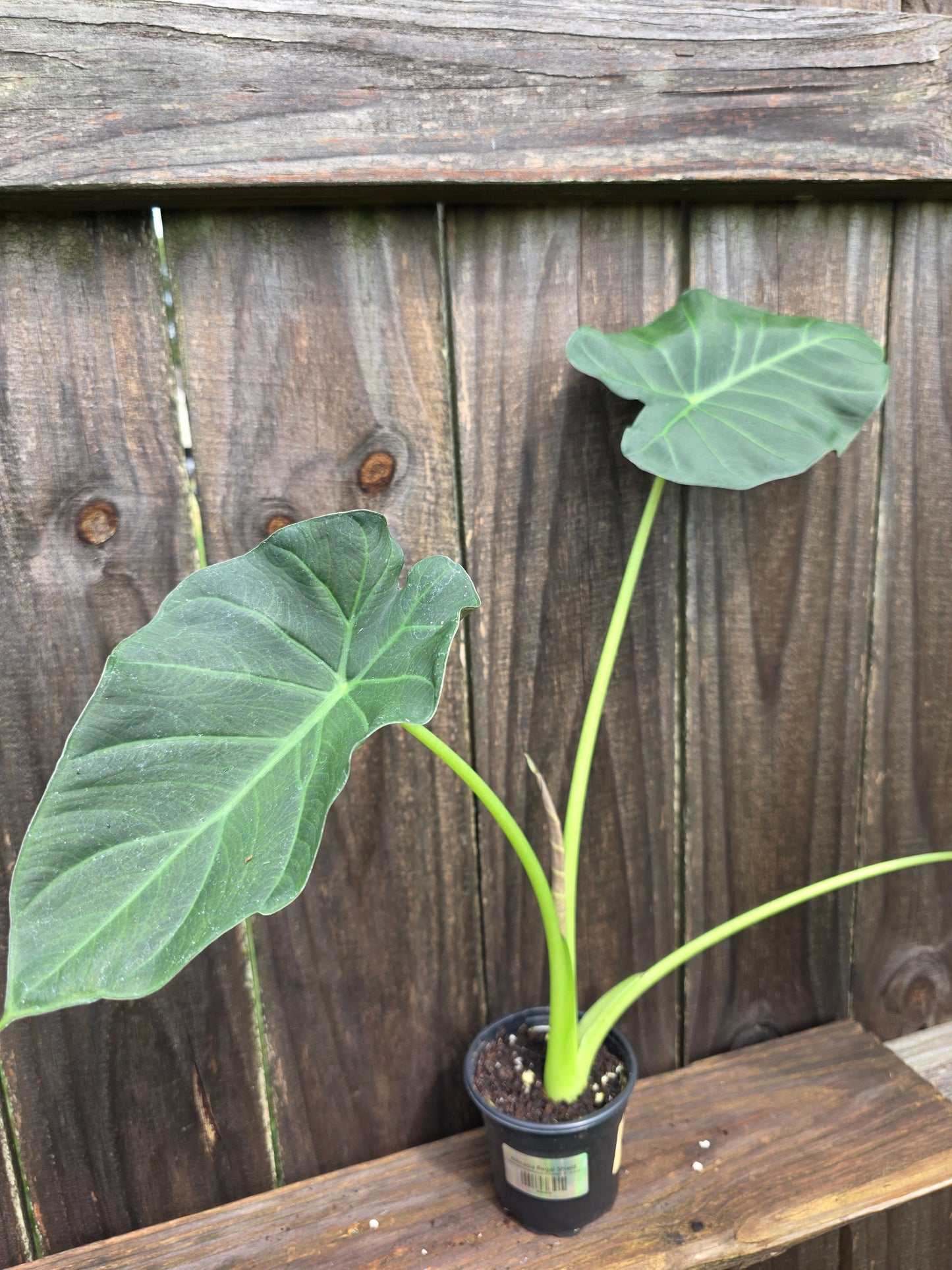 Alocasia Regal Shield
