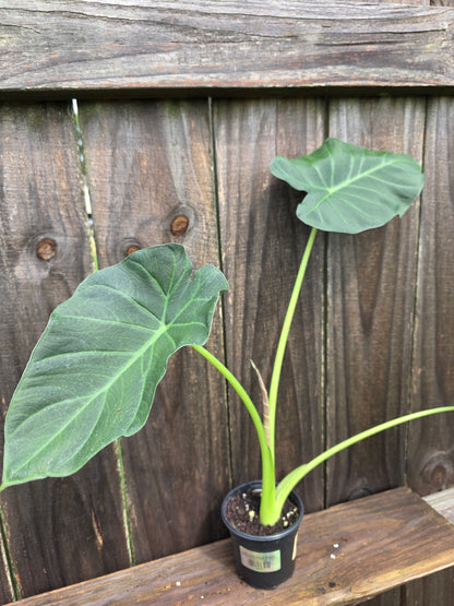 Alocasia Regal Shield