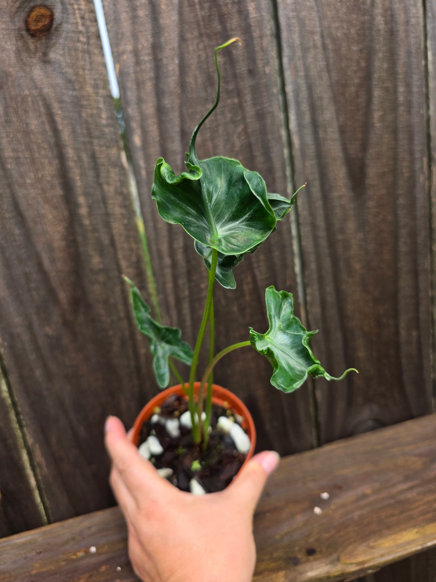 Alocasia Teletubbies