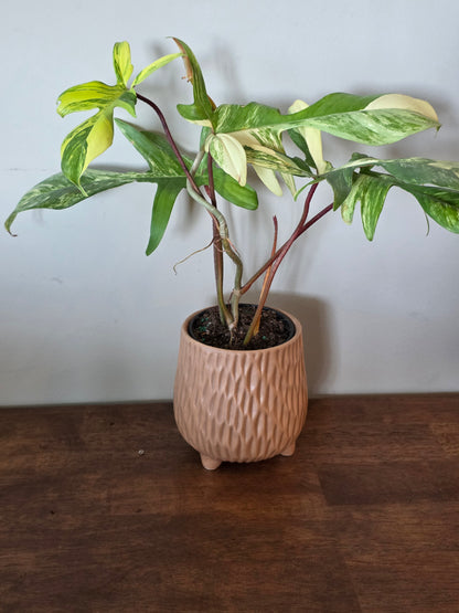 Philodendron Florida Beauty