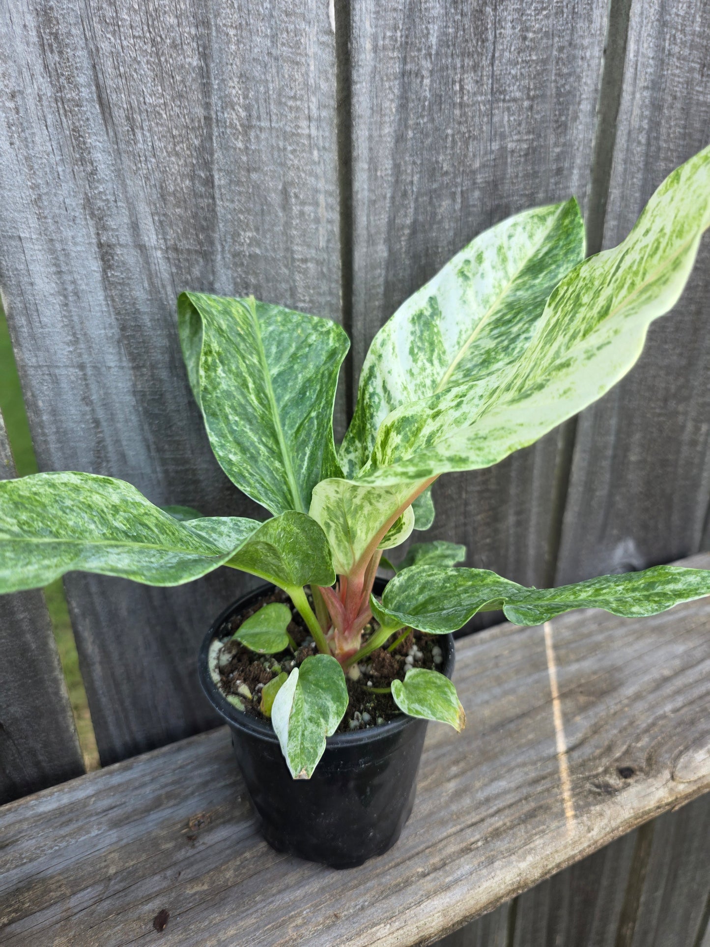Anthurium Hookeri Variegated 4"