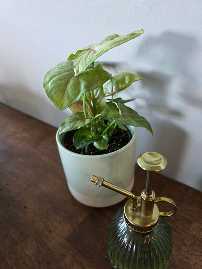 Syngonium Candy Berry