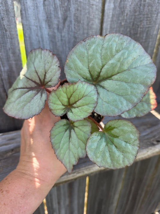 Begonia Harmony's Oteka 4"