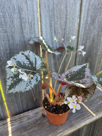 Begonia Harmony's Sykakiengii 4"