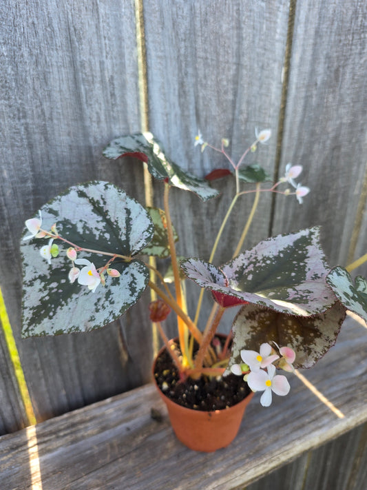 Begonia Harmony's Sykakiengii 4"