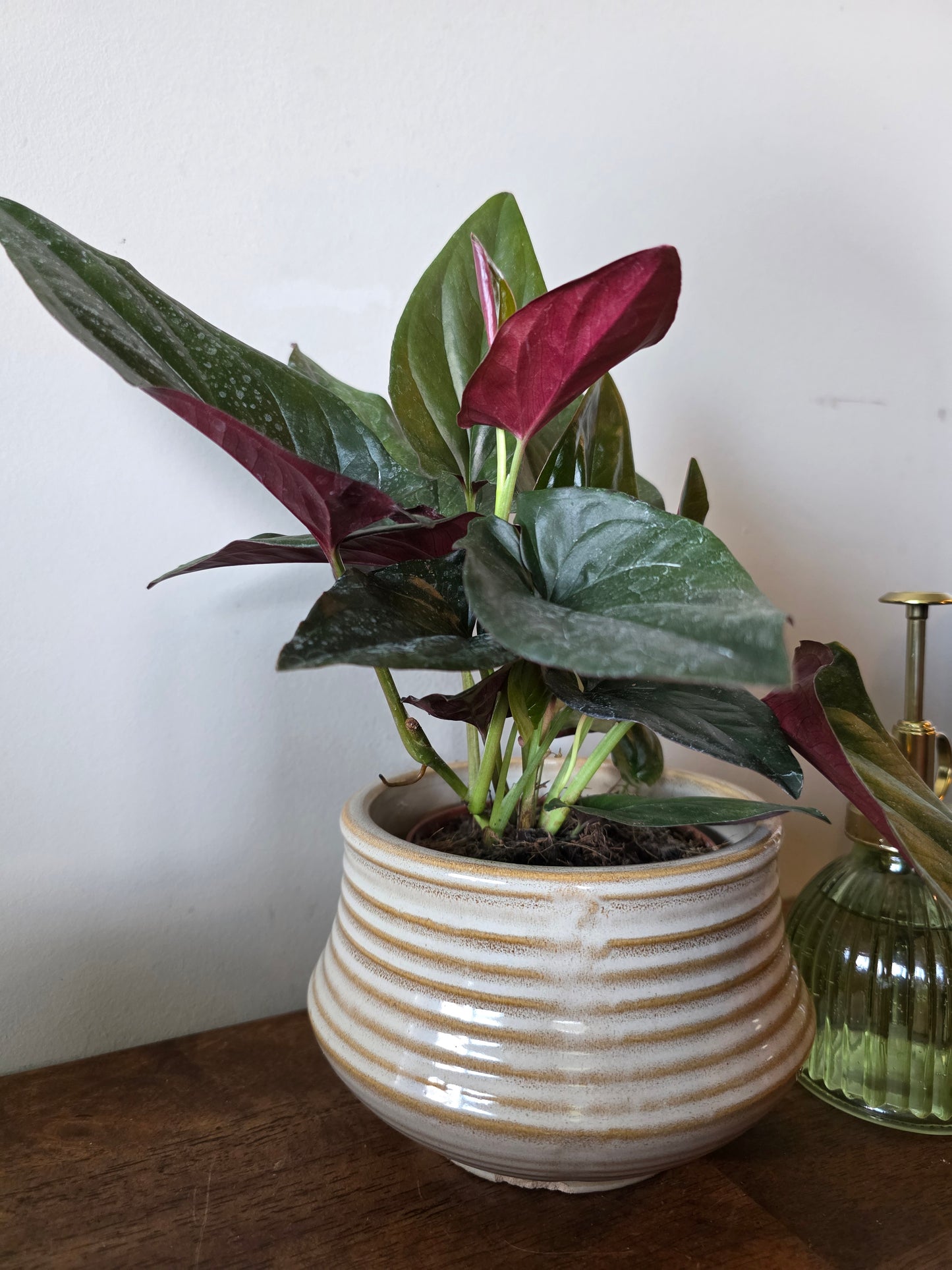 Syngonium Red Arrow