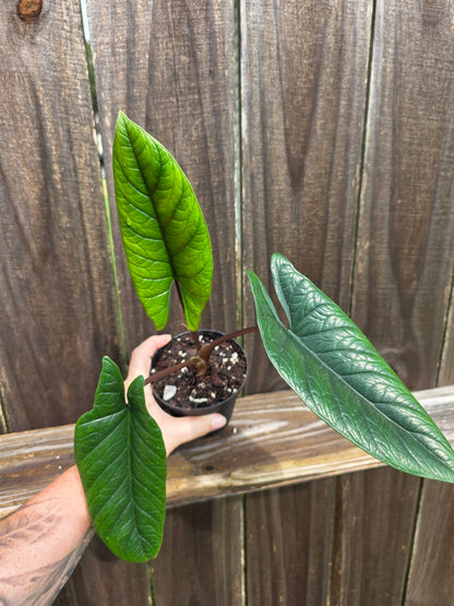 Alocasia Scalprum