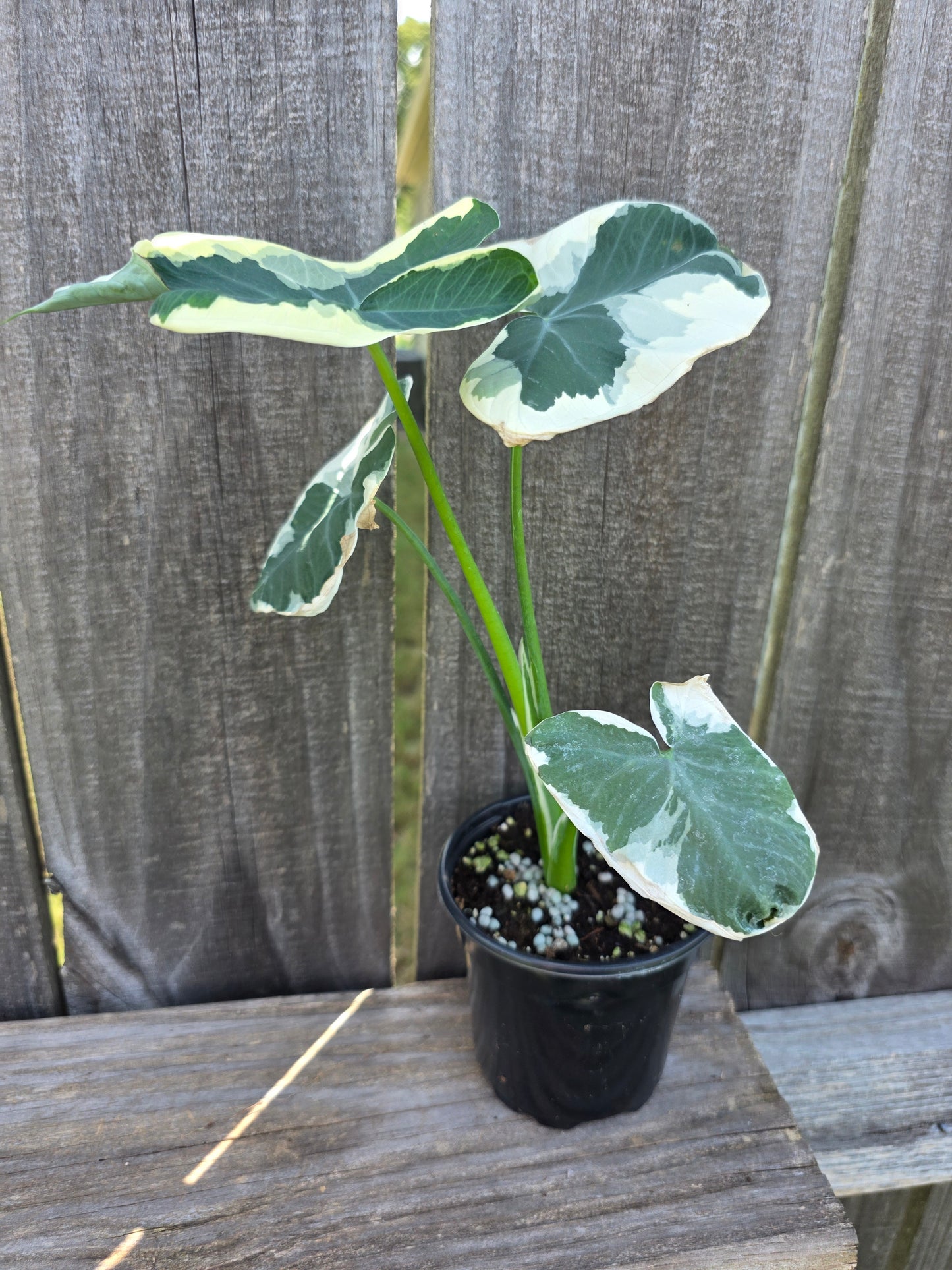 Alocasia Mickey Mouse 4"