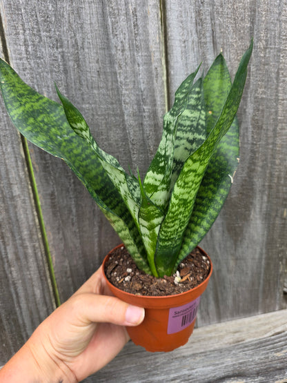 Sansevieria Trifasciata