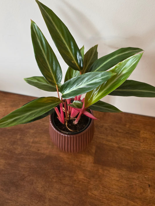 Stromanthe Sanguinea