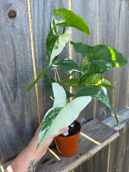 Syngonium Albo Variegata 4"