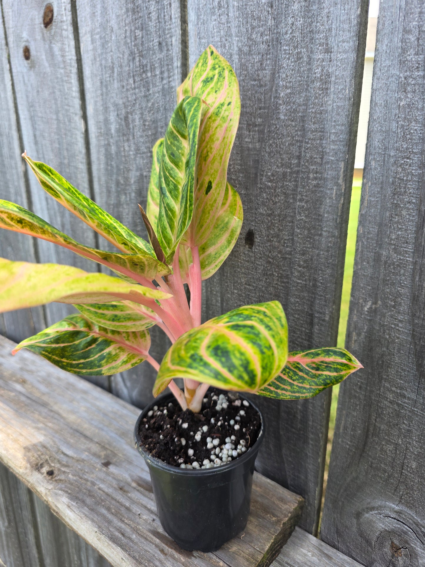 Aglaonema Siam Perfect 4"
