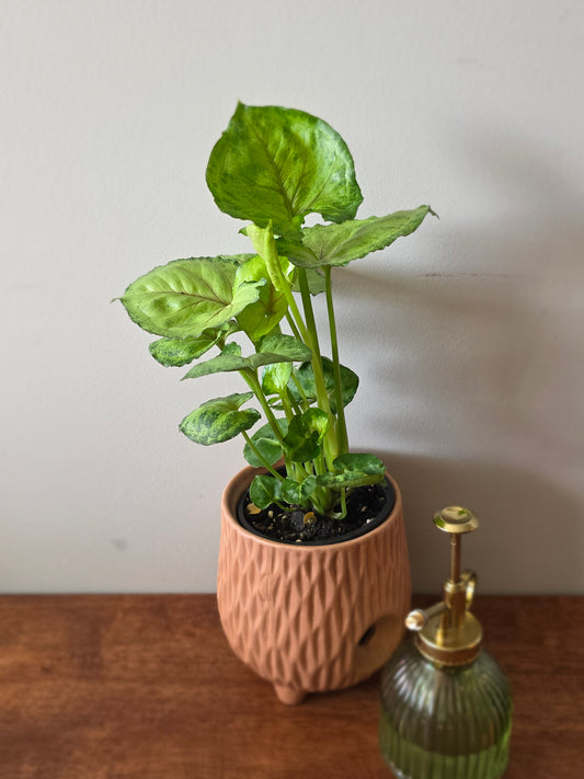 Syngonium Bob Allusion