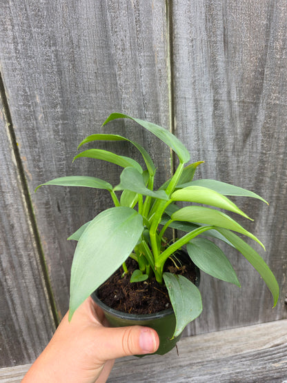 Philodendron Silver Sword