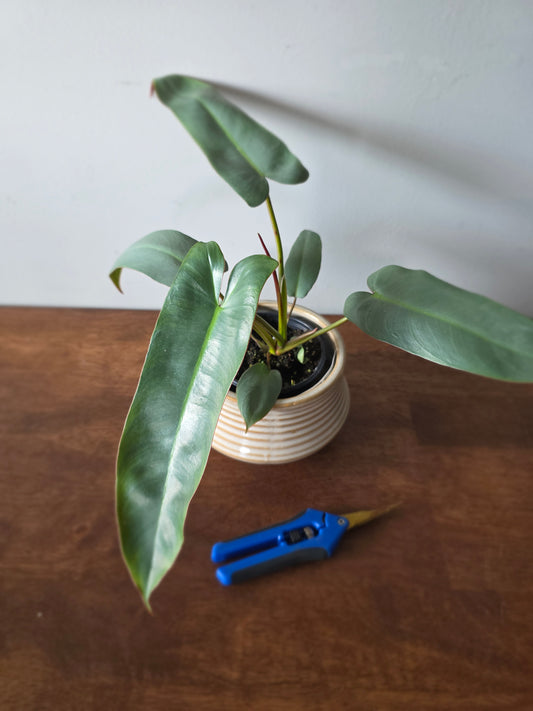 Philodendron Atabapoense