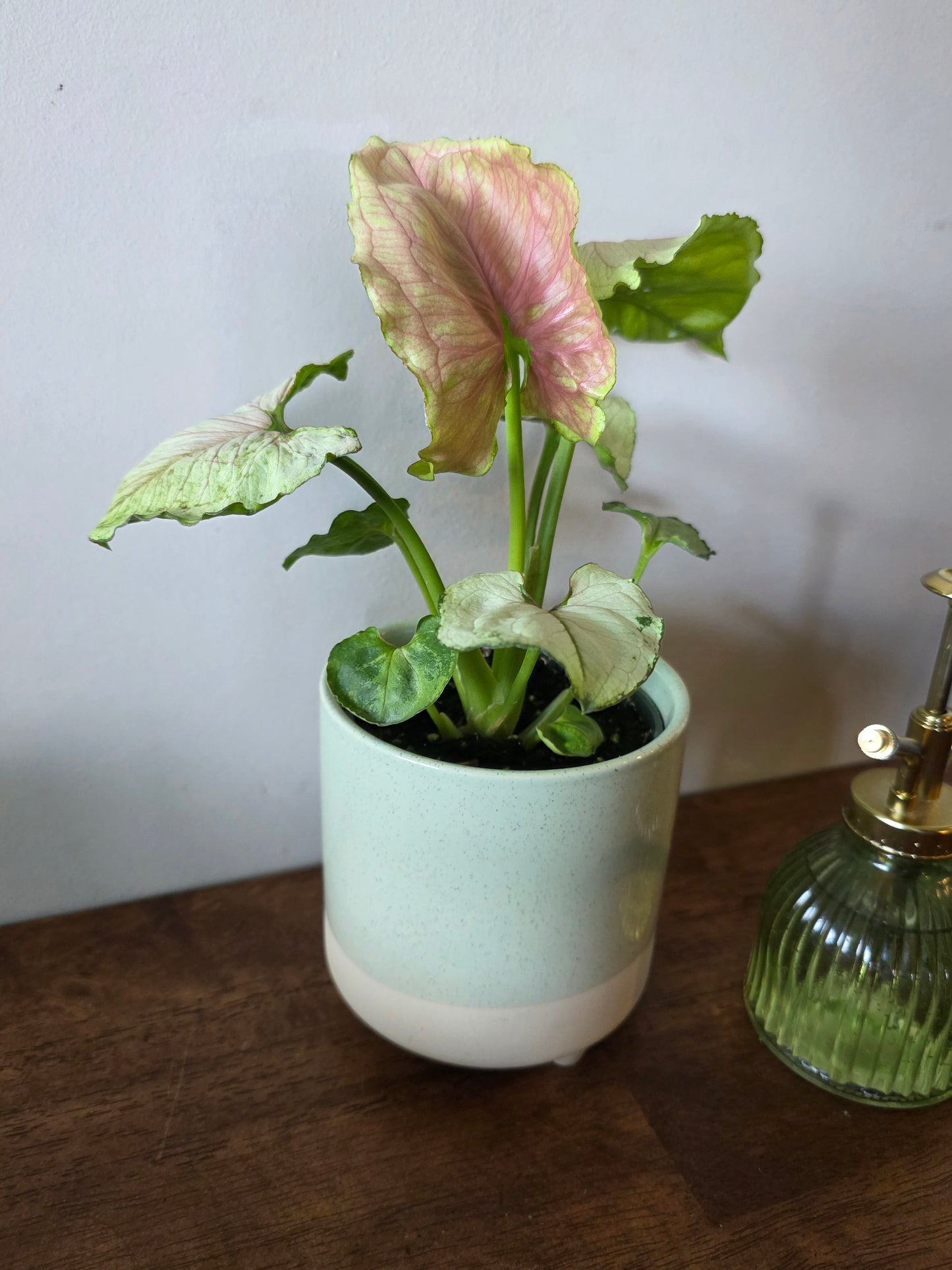 Syngonium Kiwi Delight